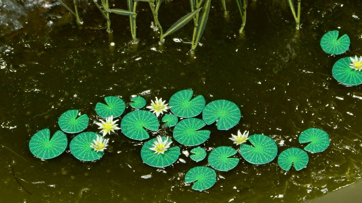 Waterlily (12pc)