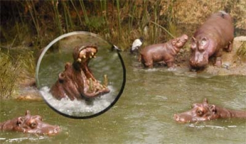 Hippos - Click Image to Close