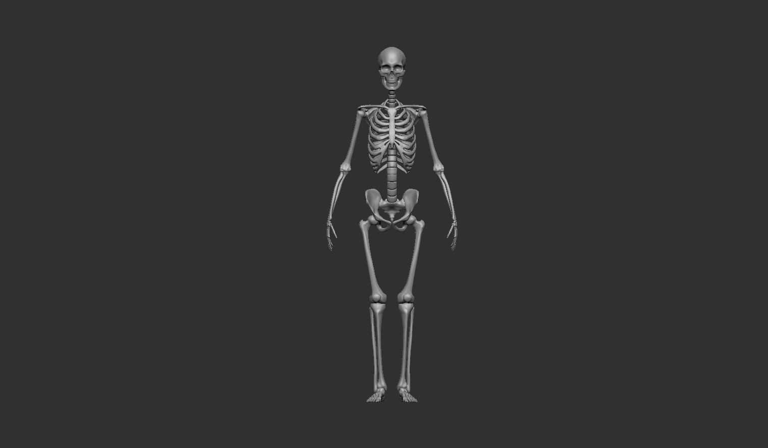 Human skeleton - male (2pc)