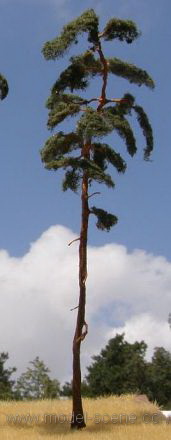Pine-tree (230-270mm)